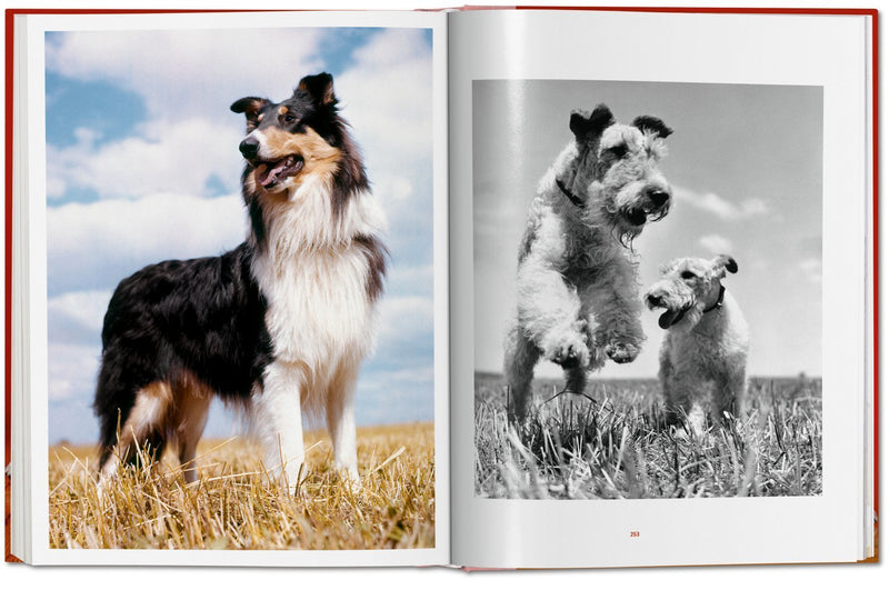Walter Chandoha. Dogs. Photographs 1941–1991 DEIMOTIV